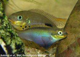Female fish flaunt fins to attract a mate