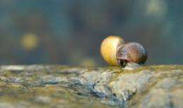 Female marine snails trick amorous males