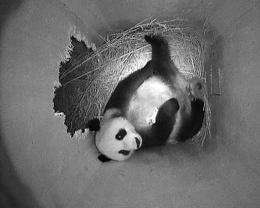 Female panda Yang Yand holding the right paw