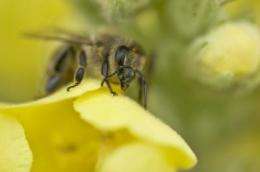 Fewer honey bee colonies and beekeepers throughout Europe
