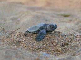 Field study exposes how sea turtle hatchlings use their flippers to move quickly on sand
