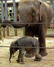 File photo of a young male elephant calf  born at Sydney's Taronga Zoo last year