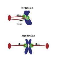 Finger-trap tension stabilizes cells' chromosome-separating machinery