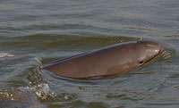 Finless porpoises at risk 
