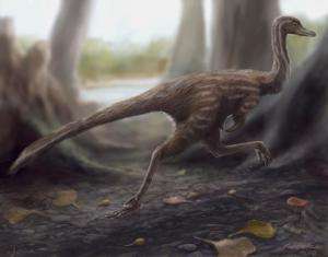 First-ever single-claw dinosaur fossil found in China