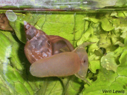 First evidence of sleep in snails