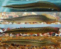 First images of 4 new spiny eels