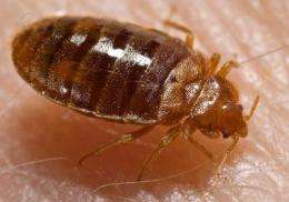 First preliminary profile of proteins in bed bugs' saliva