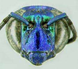 First radio tracking of tropical orchid bees