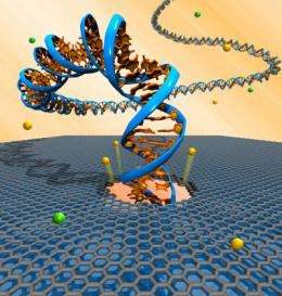 First step toward electronic DNA sequencing: Translocation through graphene nanopores