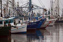 Fishing vessels sit at port after the government closed parts of the Gulf of Mexico to fishing in May