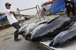 Fish stocks in the East and South China Seas are dwindling, say experts