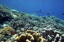 Fish swim in the coral reef of Bunaken Island national marine park