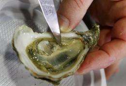 Five regions where oyster catches are globally the highest are located in eastern North America
