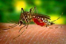Flightless mosquitoes developed to help control dengue fever