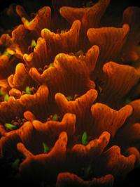 Fluorescent color of coral larvae predicts whether they'll settle or swim