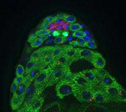 Fly stem cells on diet: Salk scientists discovered how stem cells respond to nutrient availability