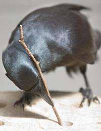 Foraging for fat: Crafty crows use tools to fish for nutritious morsels