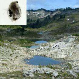 Forget the Coppertone: Water fleas in mountain ponds can handle UV rays
