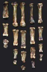 Fossil finger records key to Neanderthals' promiscuity