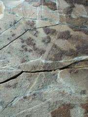 Fossils show earliest animal trails