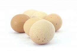 'Fowl' news: Hints from Taiwan that free-range eggs may be less healthy than regular eggs