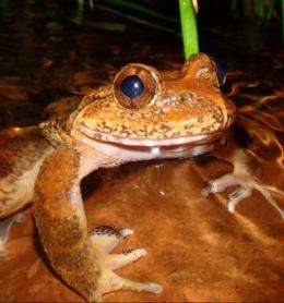 Frogs evolution tracks rise of Himalayas and rearrangement of Southeast Asia