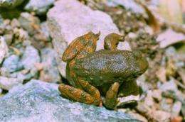 Frog skin may provide 'kiss of death' for antibiotic-resistant germs