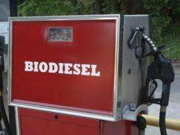 Fungus among us could become non-food source for biodiesel production