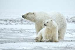 Future of polar bears likely to be grim