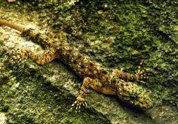 Geckoes are known for their distinctive chirping noises