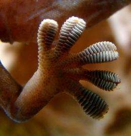 gecko feet