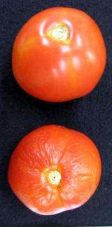Gene leads to longer shelf life for tomatoes, possibly other fruits