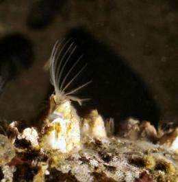 Gene that causes barnacles to avoid ship hulls identified