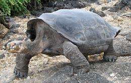 Genetic Analysis Gives Hope That Extinct Tortoise Species May Live Again