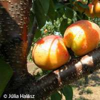 Genetic link found between Hungarian, Turkish apricots