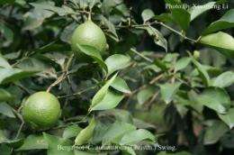 Genetic origin of cultivated citrus determined