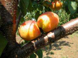 Genetic relationship between Hungarian and Turkish apricots confirmed
