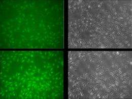 Genetic switch underlies noisy cell division