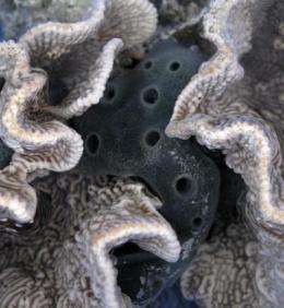 Genome of ancient sponge reveals origins of first animals, cancer