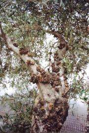 Genome of bacteria responsible for tuberculosis of olive tree sequenced