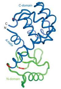 Gently unfolding proteins to watch them refold