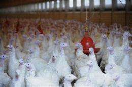 Germany detects illegal dioxin levels in poultry (AP)