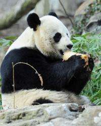 Giant Panda Mei Xiang