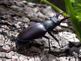 Ginger is key ingredient in recipe for conserving stag beetles