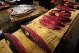 Global fears over tuna stocks emerged in 2007 when France declared it had caught nearly 10,000 tons, double its quota
