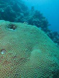 Global warming slows coral growth in Red Sea