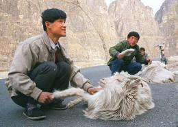 Goat herders cull the hair from their mountain goats