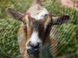 goat silk
