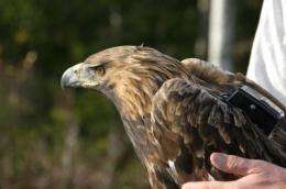 Golden eagles studied by satellite